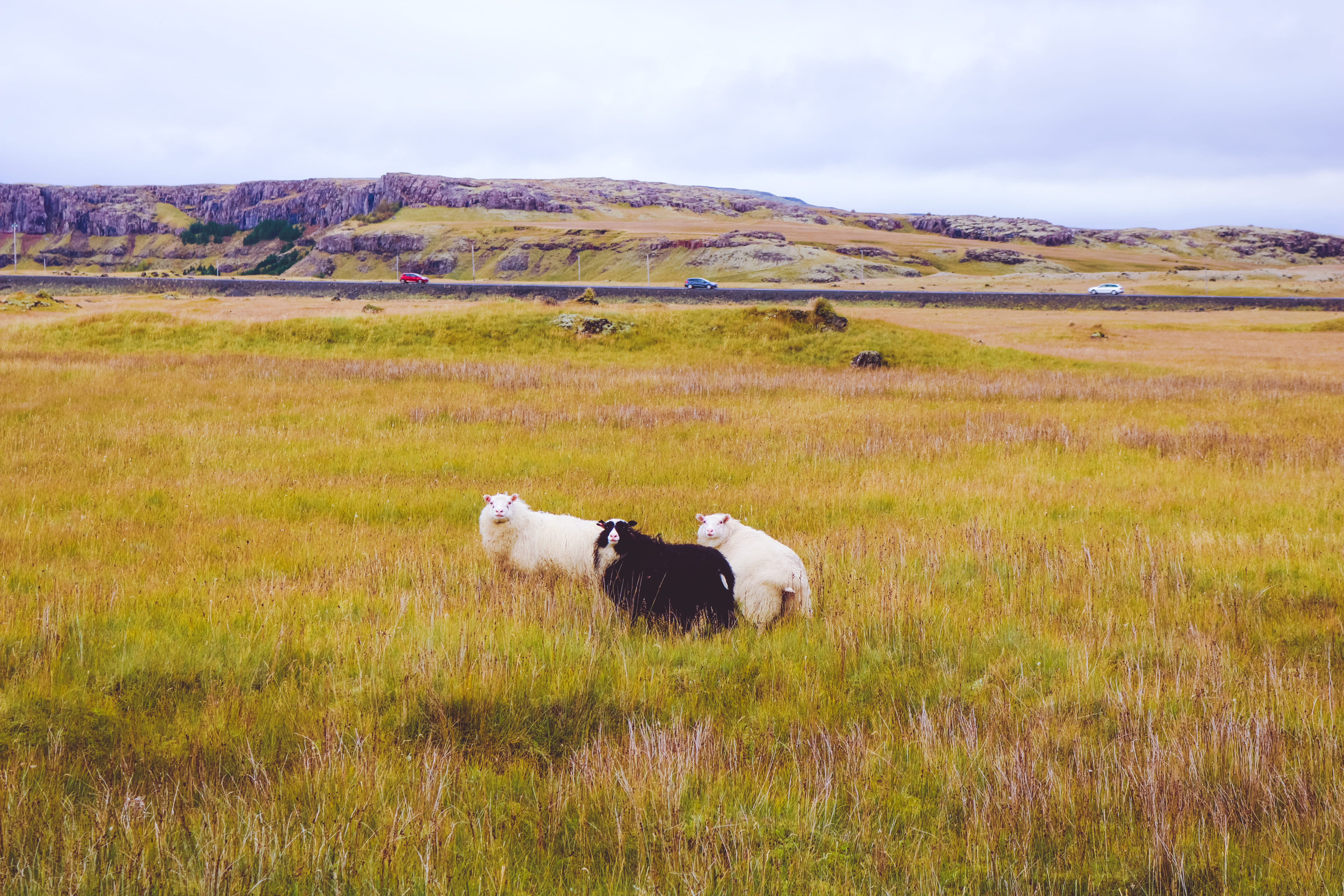 Iceland sheeps